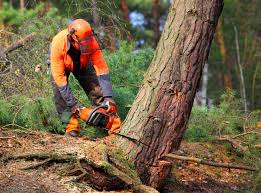 How Our Tree Care Process Works  in  Millcreek, UT